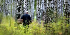 Лес: як правільна пайсці, каб паспяхова вярнуцца